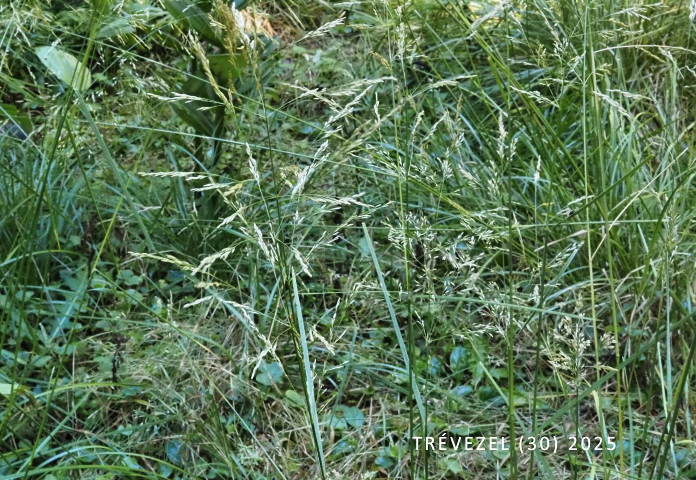 Bent, Silver plant